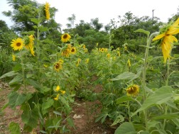 Nothing so fun or beautiful as a field of sunflowers!