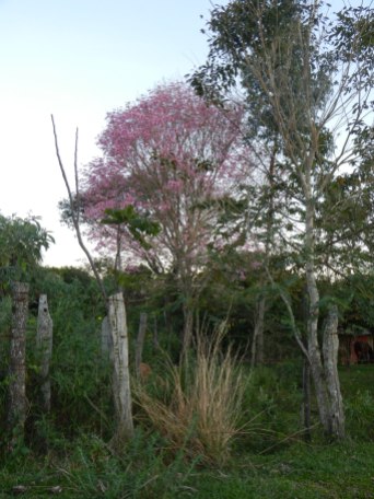 Lapacho tree - yes, the entire canopy is purple (they also come in yellow!) Gorgeous.